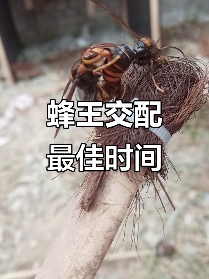 梦见蜜蜂和蜂王(梦见蜜蜂和蜂王是吉兆吗) 梦见蜜蜂和蜂王(梦见蜜蜂和蜂王是吉兆吗)