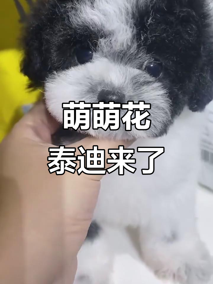 超萌花泰迪,飞入天际的可爱身影