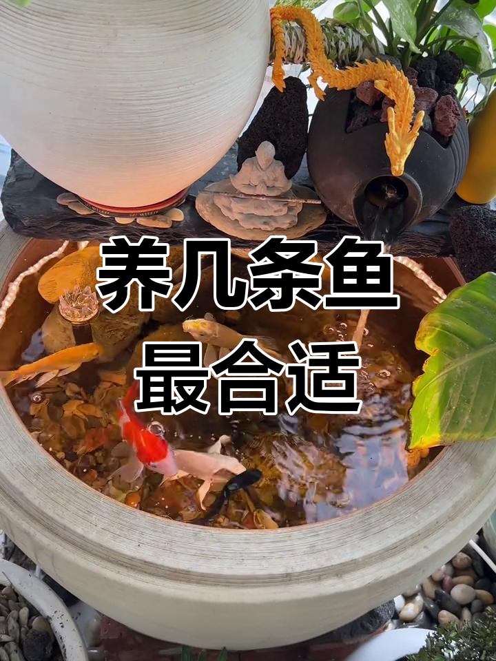 为什么养鱼双数是大忌