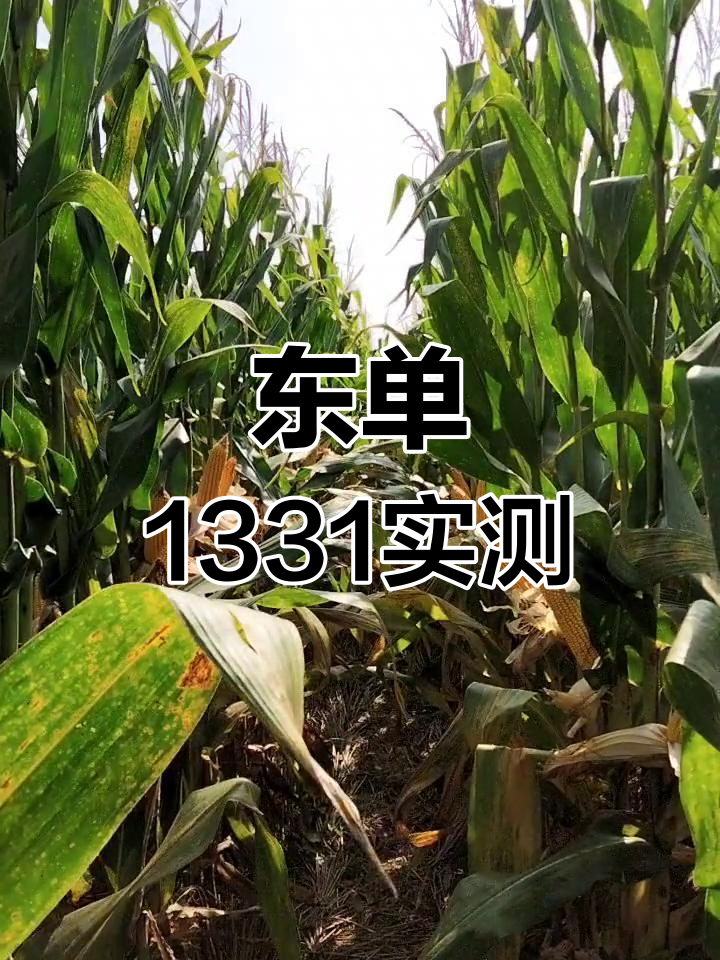 玉米种东单1331简介图片