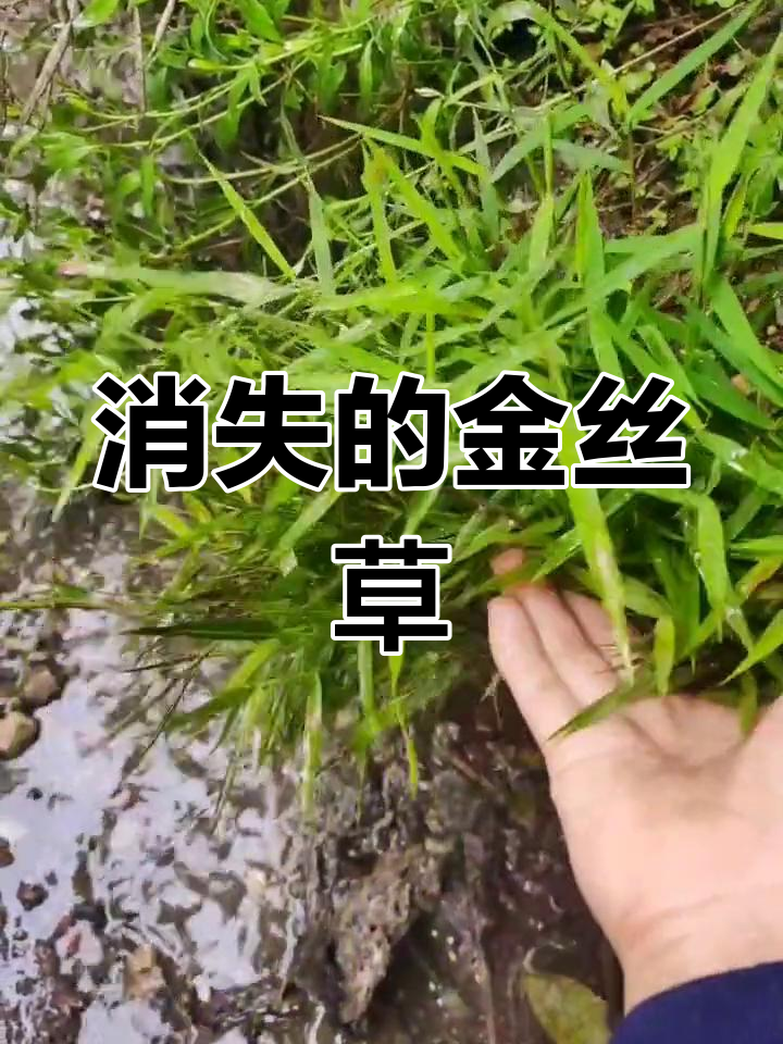 金丝草曾随处可见,如今却难寻踪迹