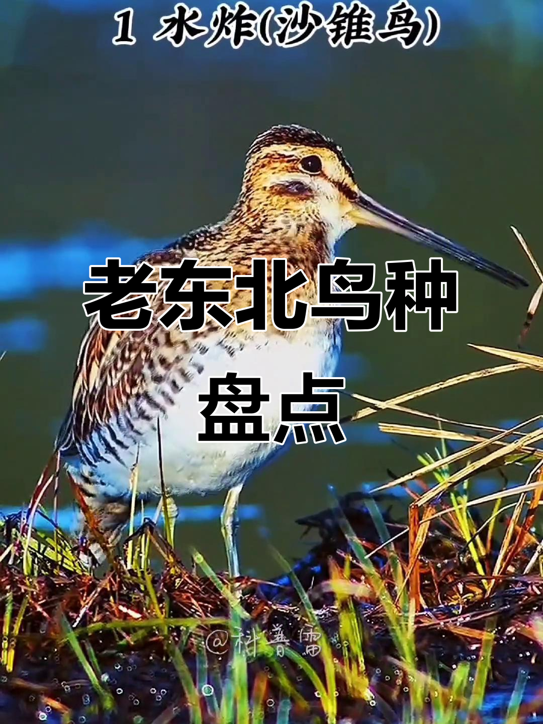 东北常见鸟类大揭秘,看看这些你认识吗?