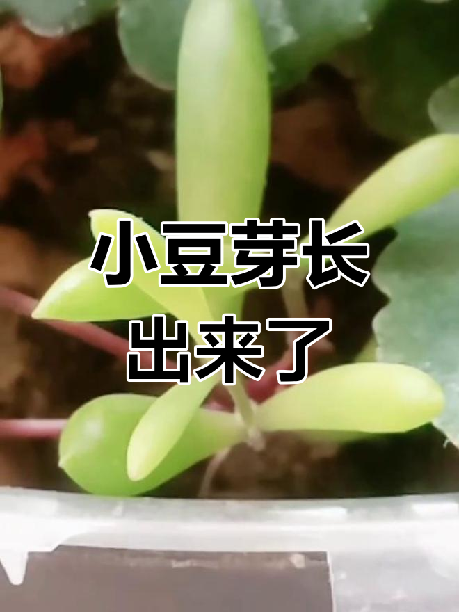 小豆芽终于破土而出,太激动了!