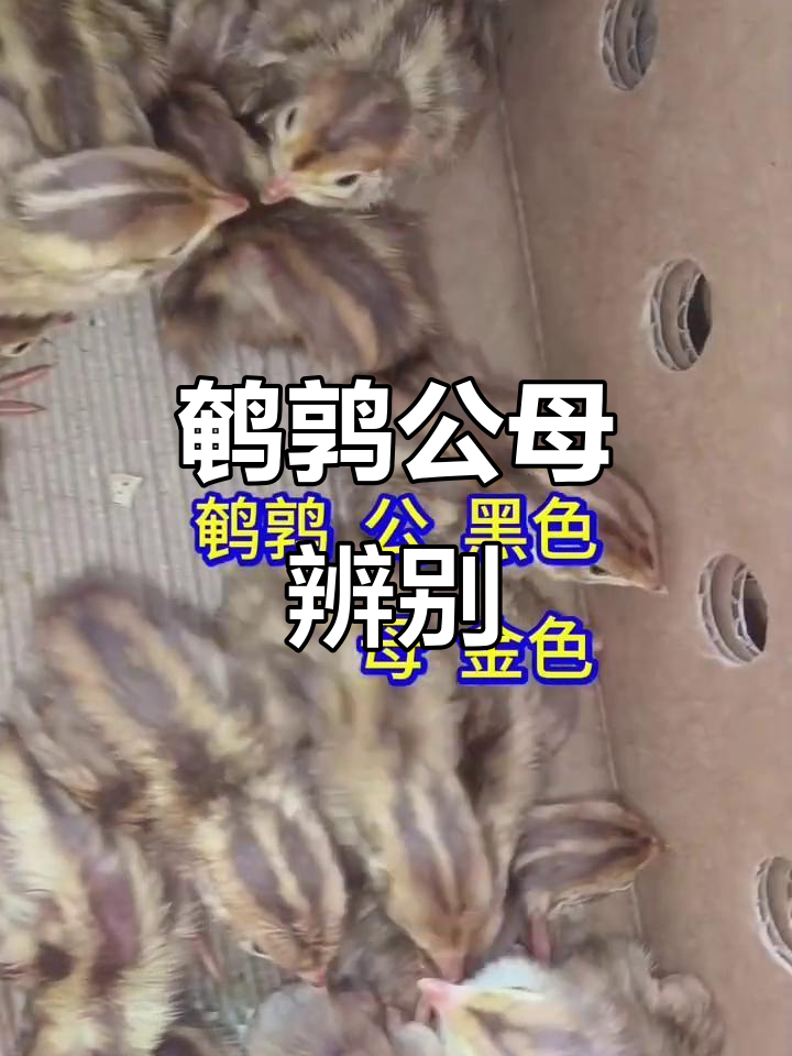 如何分辨鹌鹑公母?养殖技巧大公开