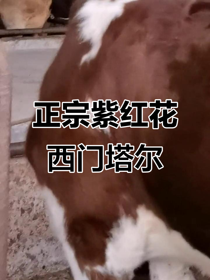 紫红花西门塔尔母牛,机械助力养殖致富