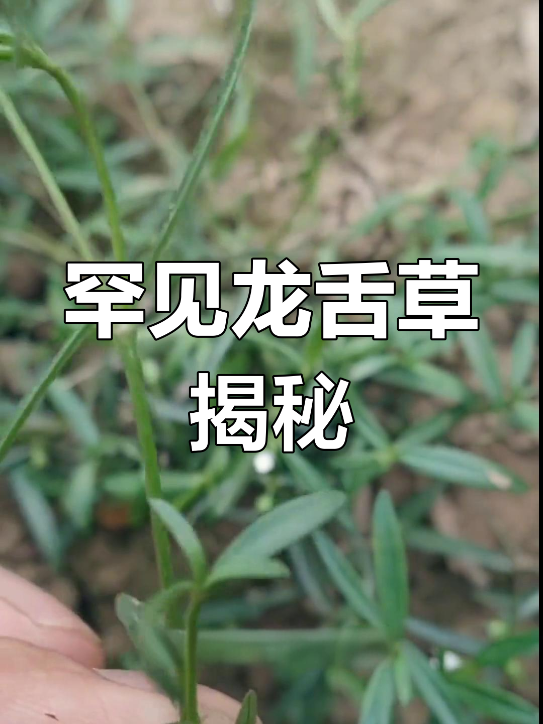 龙舌草:一种难寻的蛇形植物,农村人用来煮水喝