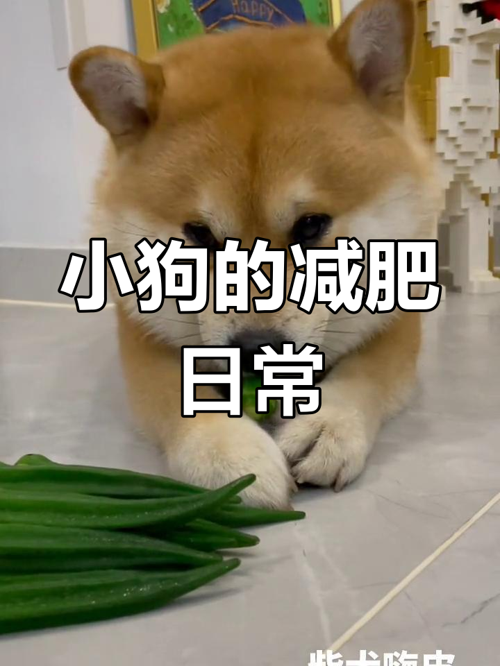 小狗减肥也要吃菜,每天运动量超大