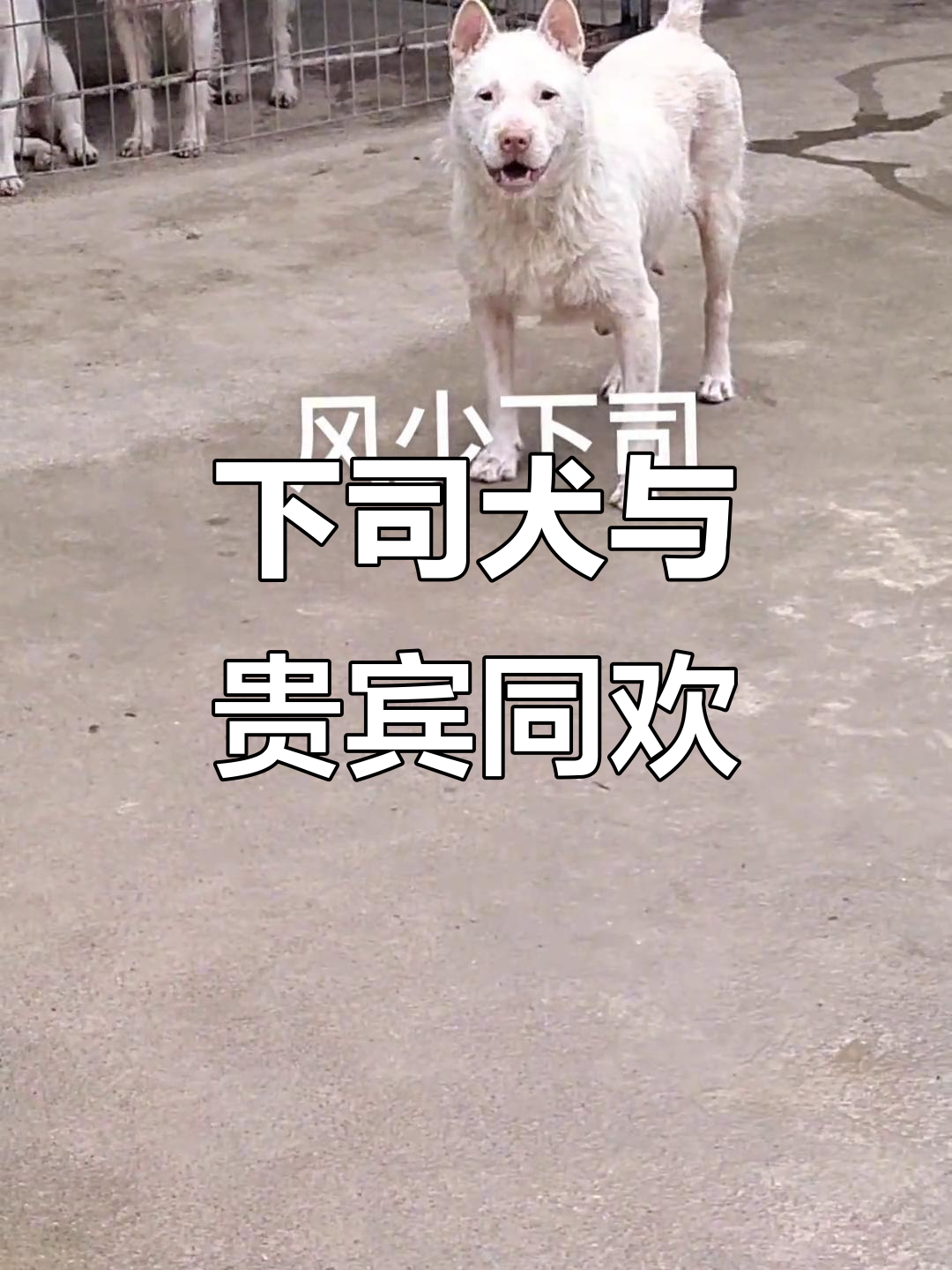 贵州下司犬协会10月共庆,盛情款待畅饮美酒