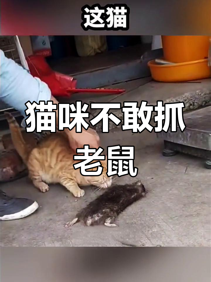 猫怕老鼠,竟然是这样!