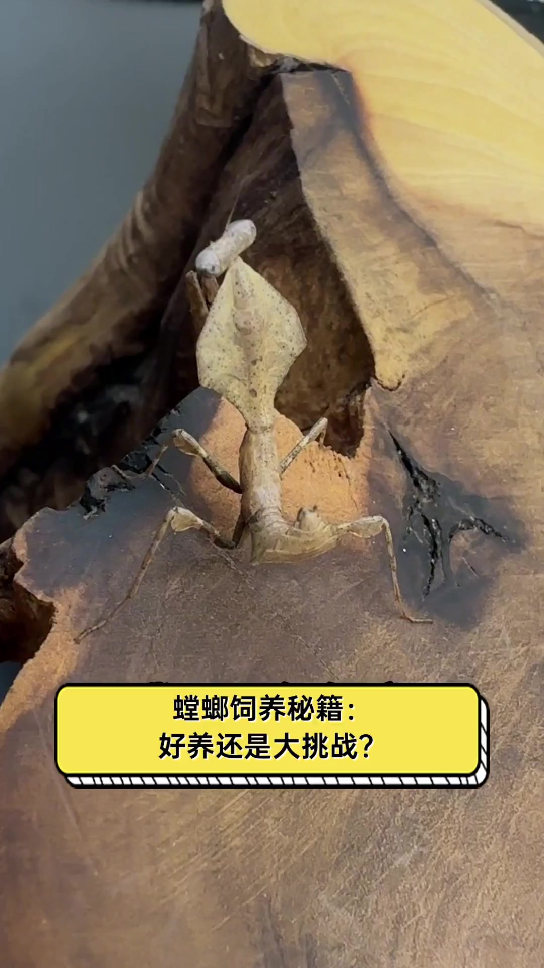 螳螂饲养秘籍:好养还是大挑战?