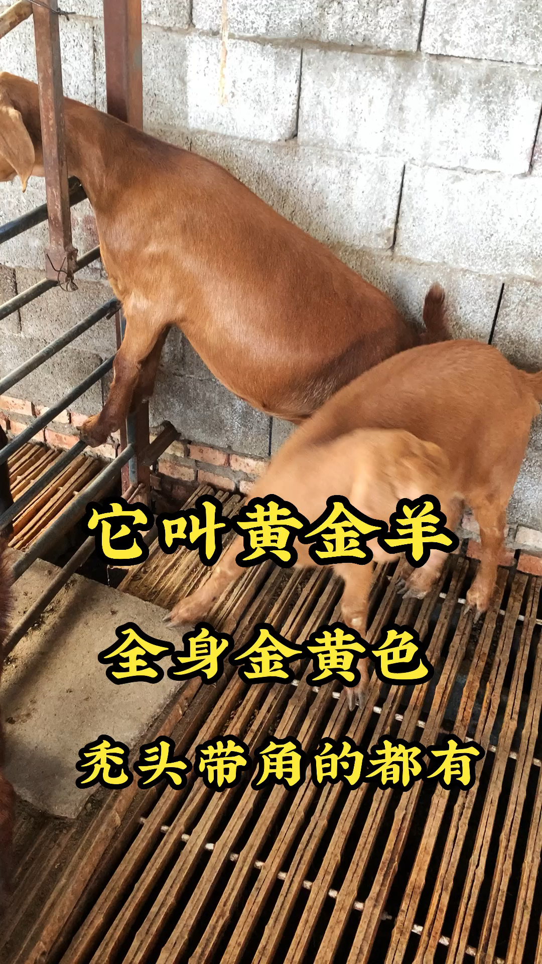 黄金羊,全身金黄色