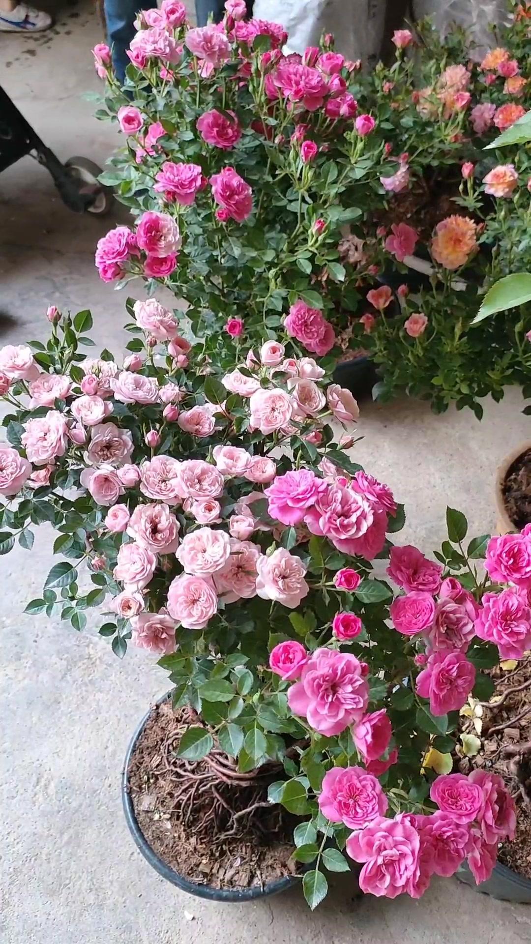 嫁接的心上人月季花开花非常优秀,花量大花期长,还非常多变 月季 嫁接