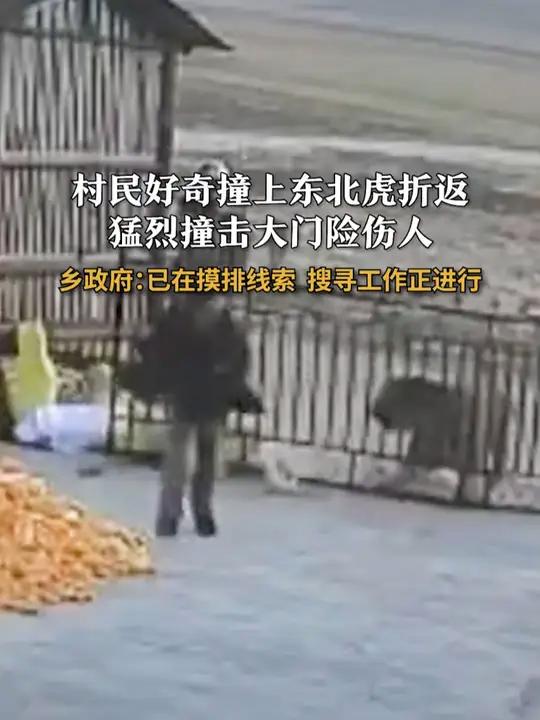 东北虎被虐事件图片