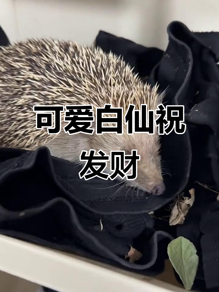 白仙刺猬可爱撒娇,财运滚滚来!