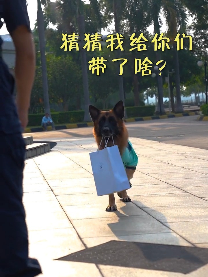 糯米警犬图片