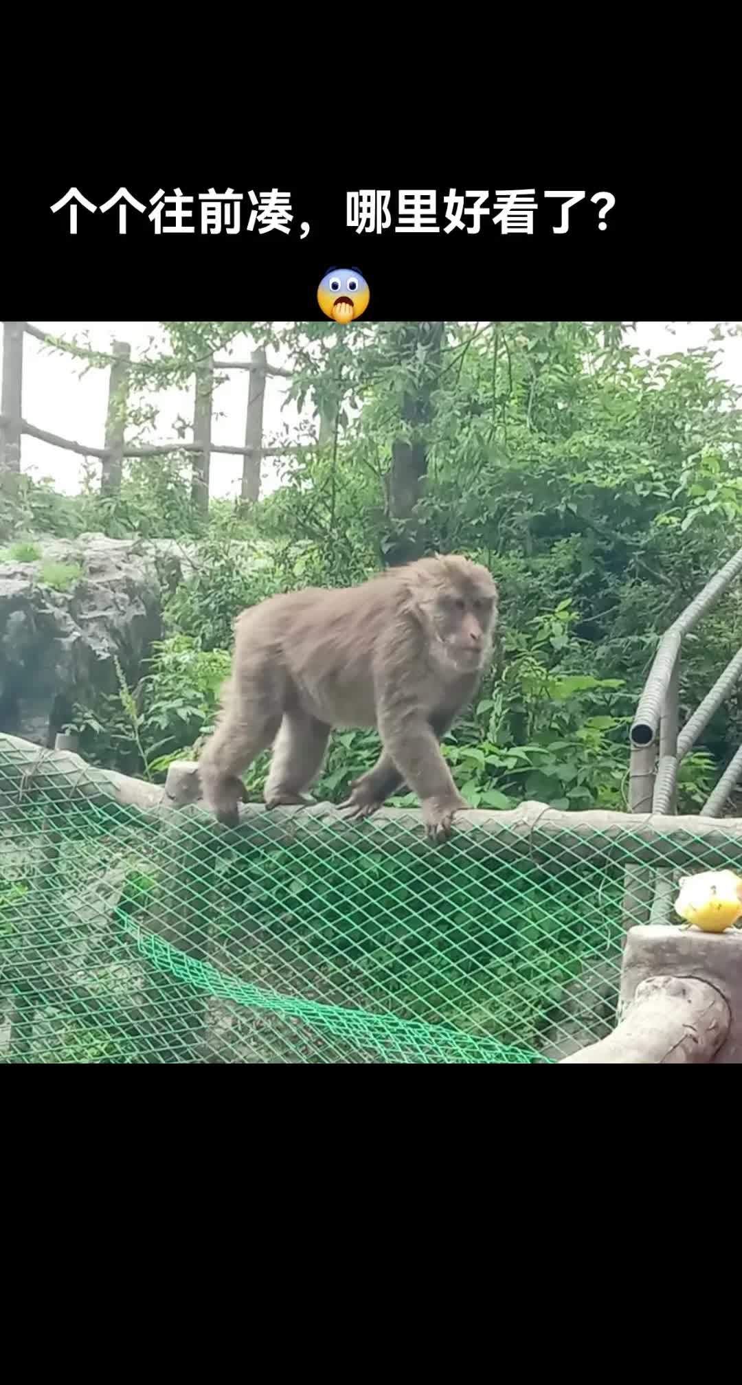 峨眉山猴子智商图片