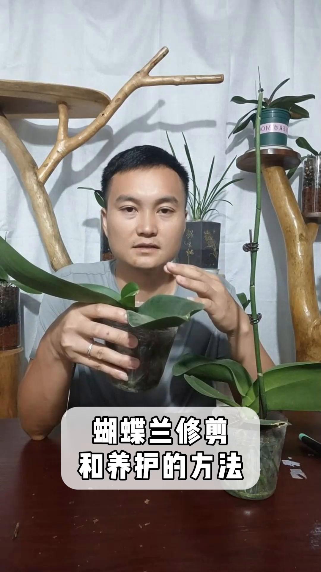 蝴蝶兰修剪,和养护的方法