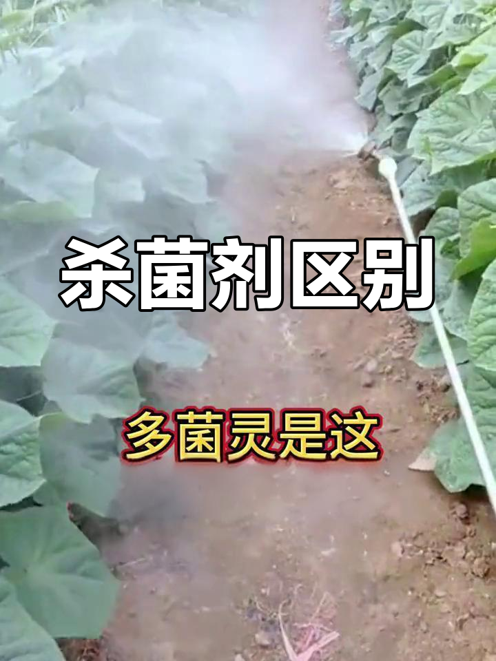 代森锰锌百菌清图片