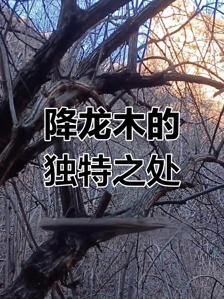 六道木:生长缓慢,木质坚硬的珍贵树种