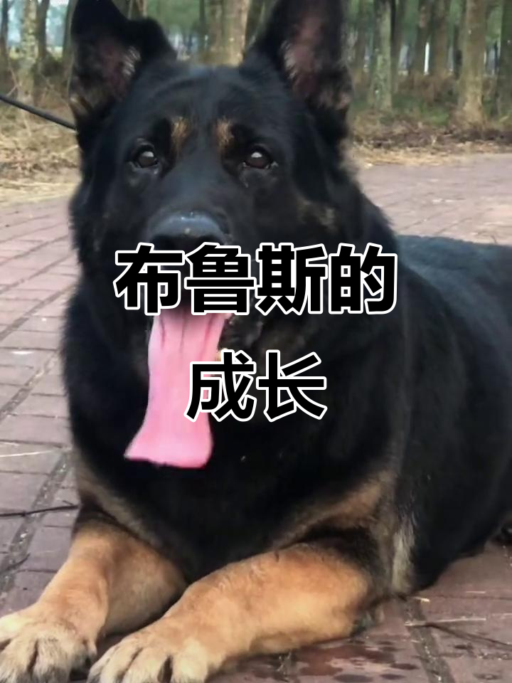 布鲁斯又老了一岁,岁月不饶狗!