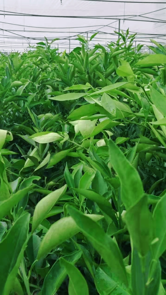 长叶香橙果苗 一年长叶香橙树苗 叶面清秀