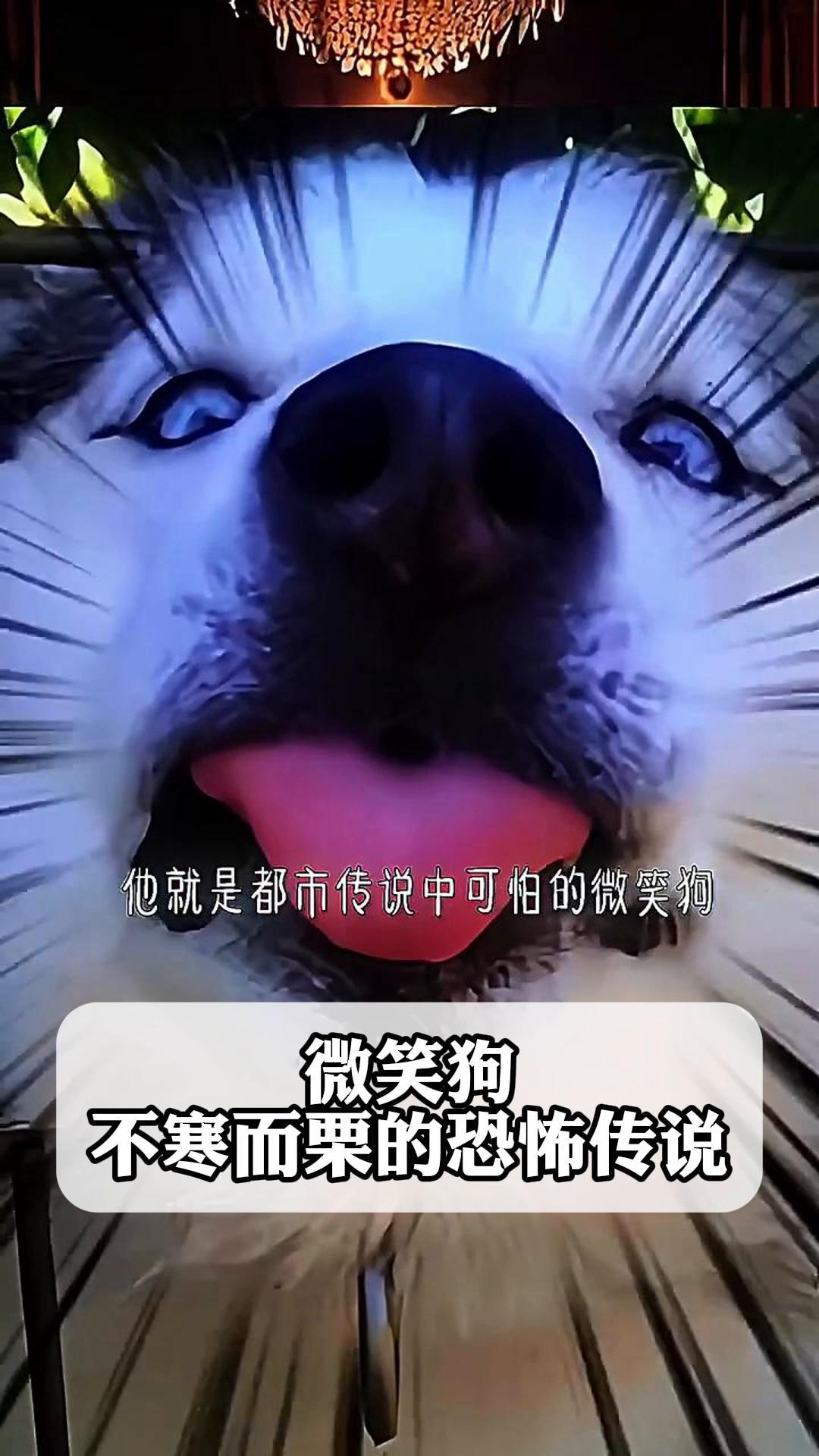 微笑狗