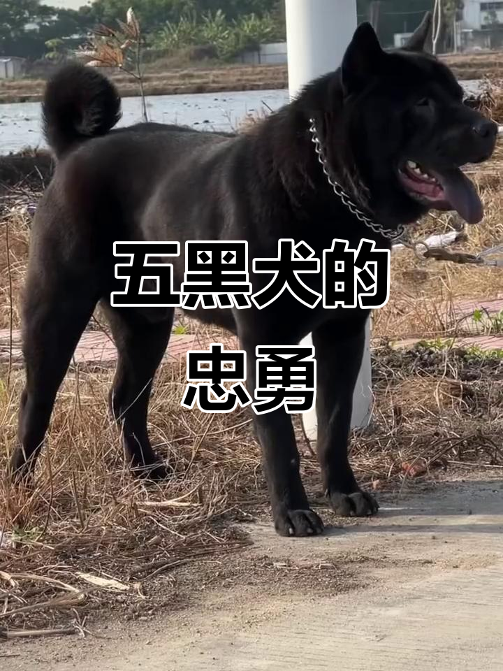 潮汕五黑犬:独特黑色魅力,忠诚与勇猛并存