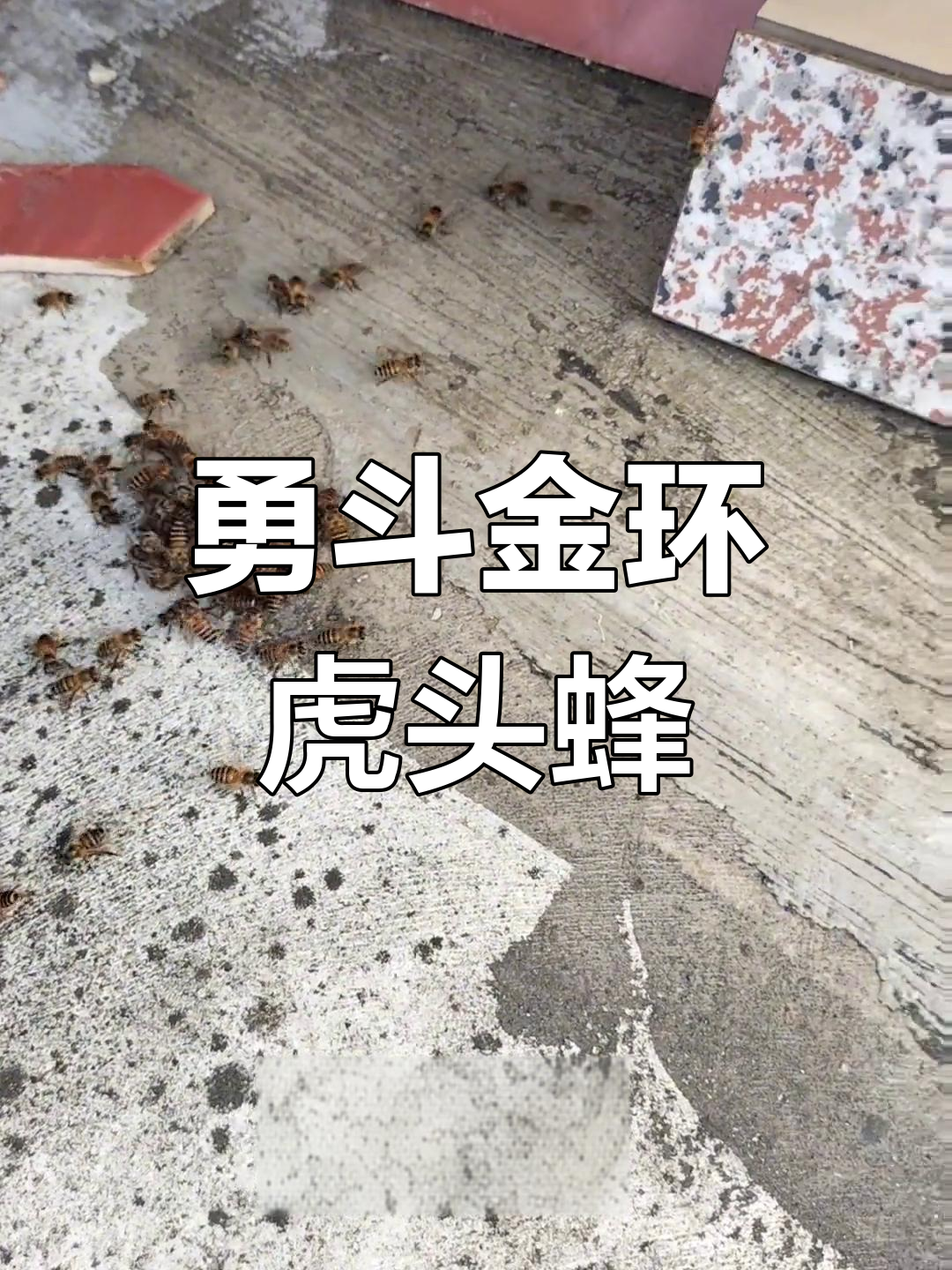 金环虎头蜂强势来袭,进攻猛烈!