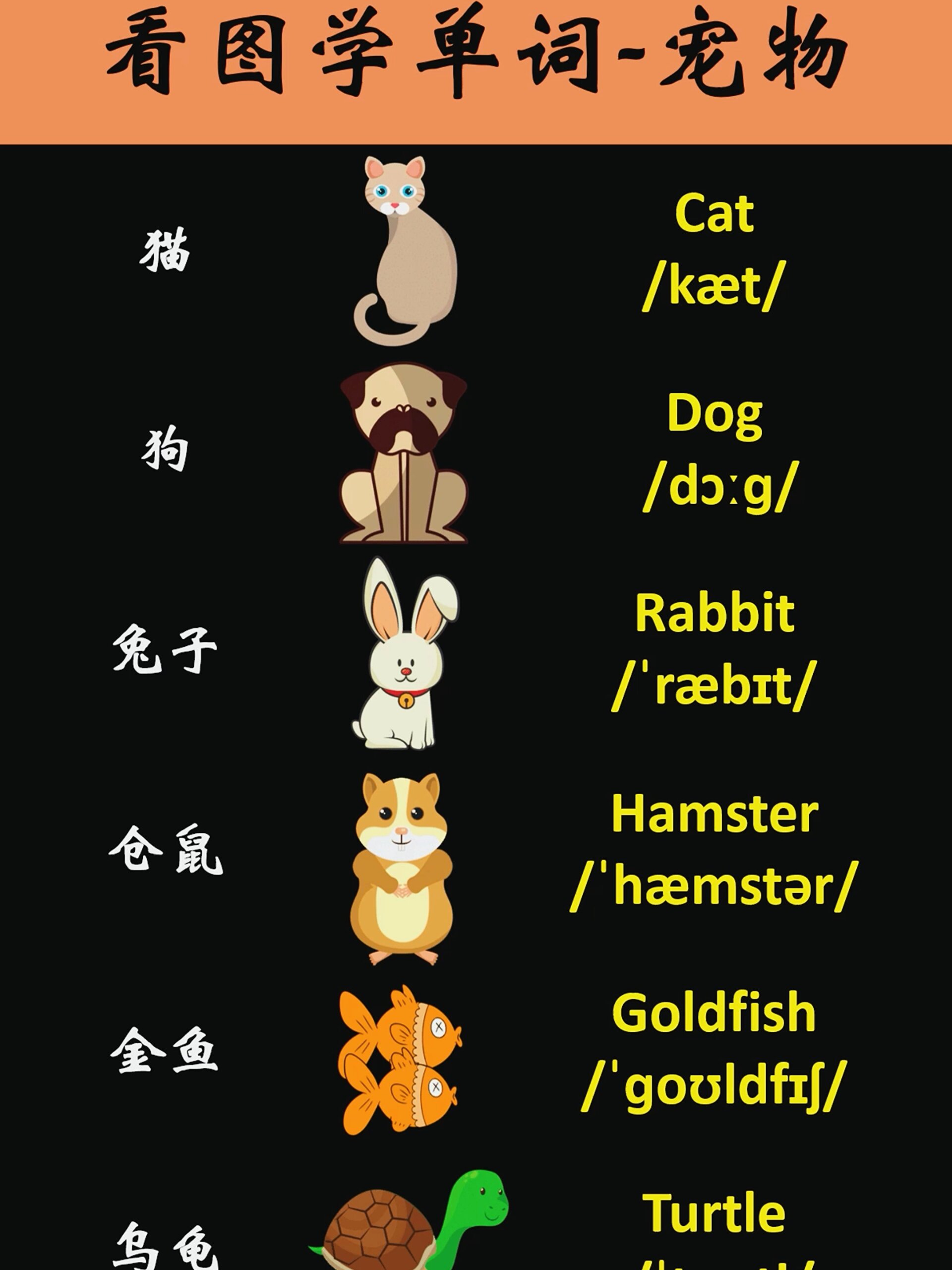 宠物类英语单词!快学起来吧