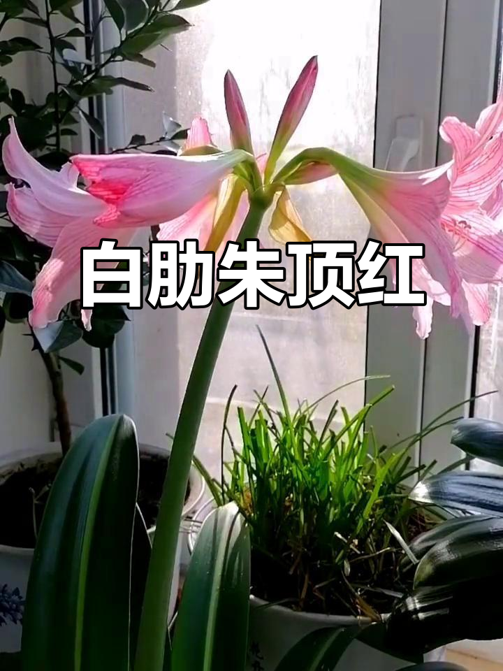 白肋朱顶红:美丽与优雅的完美结合