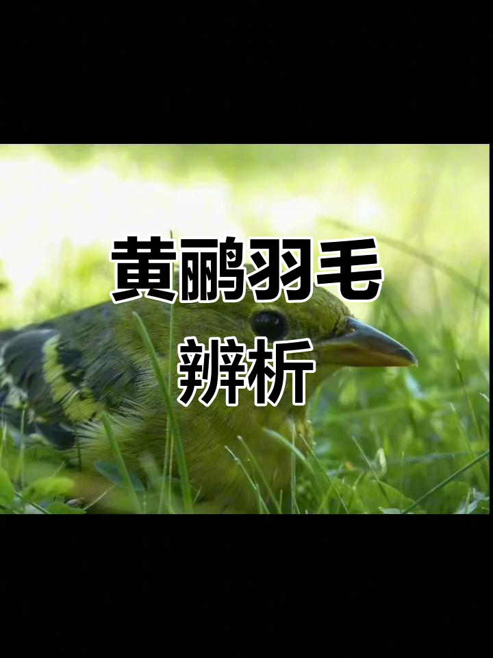 黄鹂成鸟色彩鲜艳,雌雄差异明显,幼鸟绿色带纵纹
