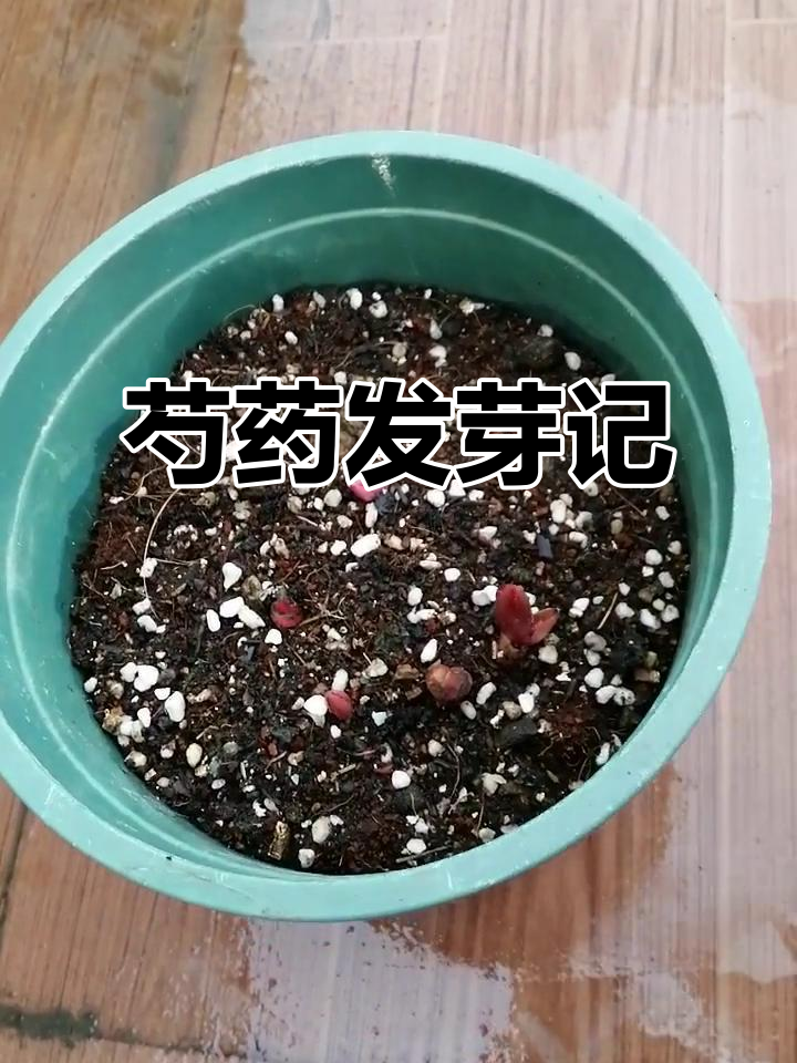 3月12日芍药发芽,五颗嫩芽破土生长迅速!