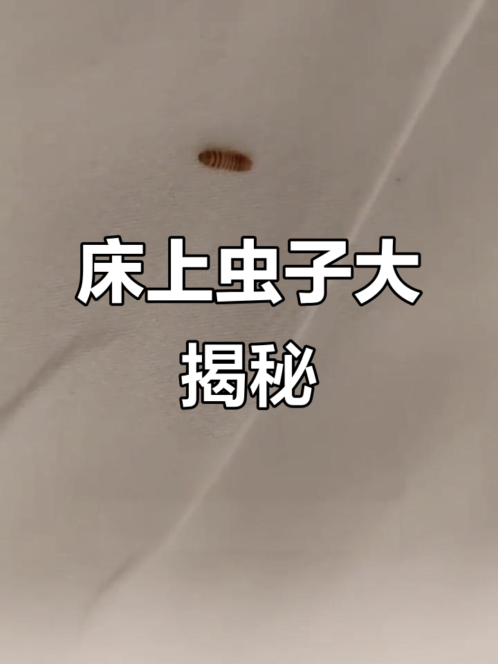 皮蠹幼虫为何藏匿床下?如何彻底清除这些小虫子?