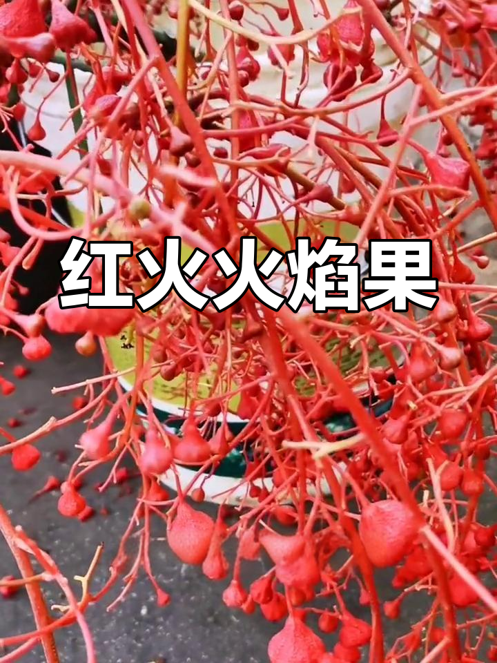 火焰果,红艳如火,独特又迷人!见过吗?