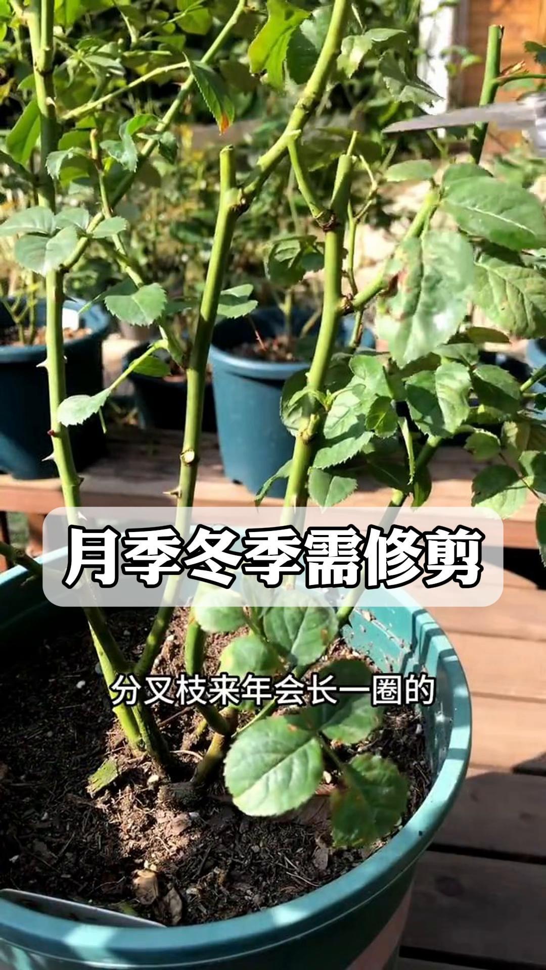 月季花冬季剪枝方法图片