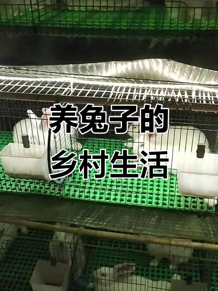 关于致富经兔子养在窑洞里的信息