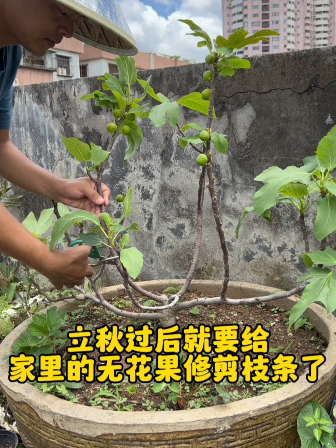 无花果大树模式修剪图片