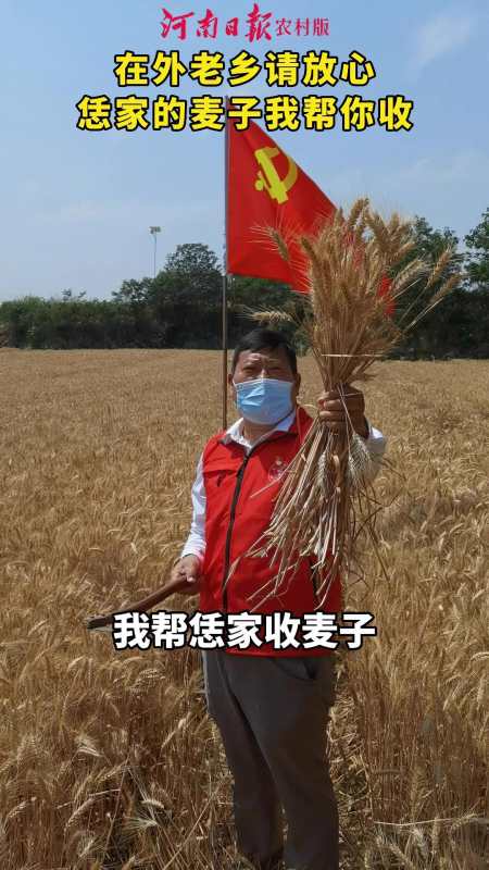 (赵博 孙好闯)河南 收麦 麦子熟了 农村 麦子 小麦-度小视