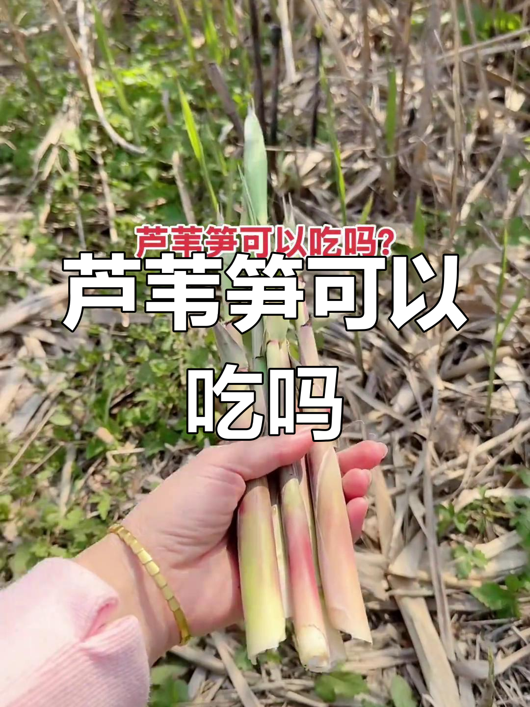 芦苇笋能吃吗?有吃过的朋友告诉我一下