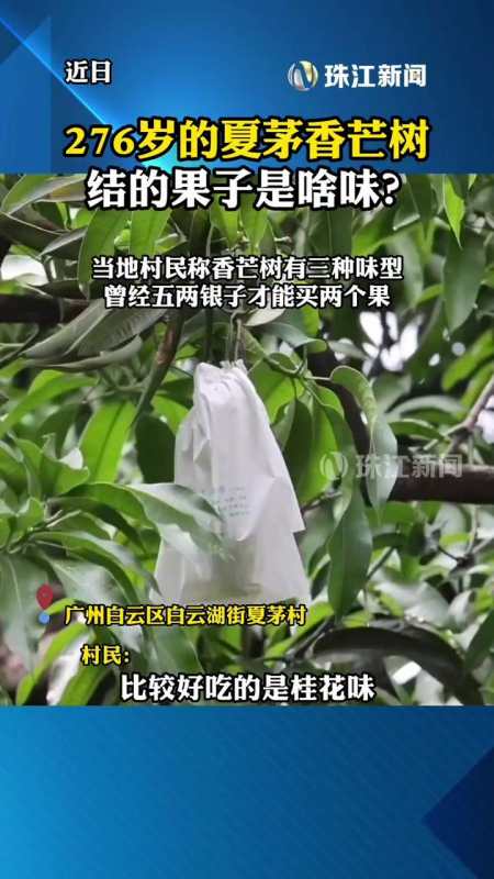 曾经五两银子才能买两个果276岁的夏茅香芒树结的果子是啥味