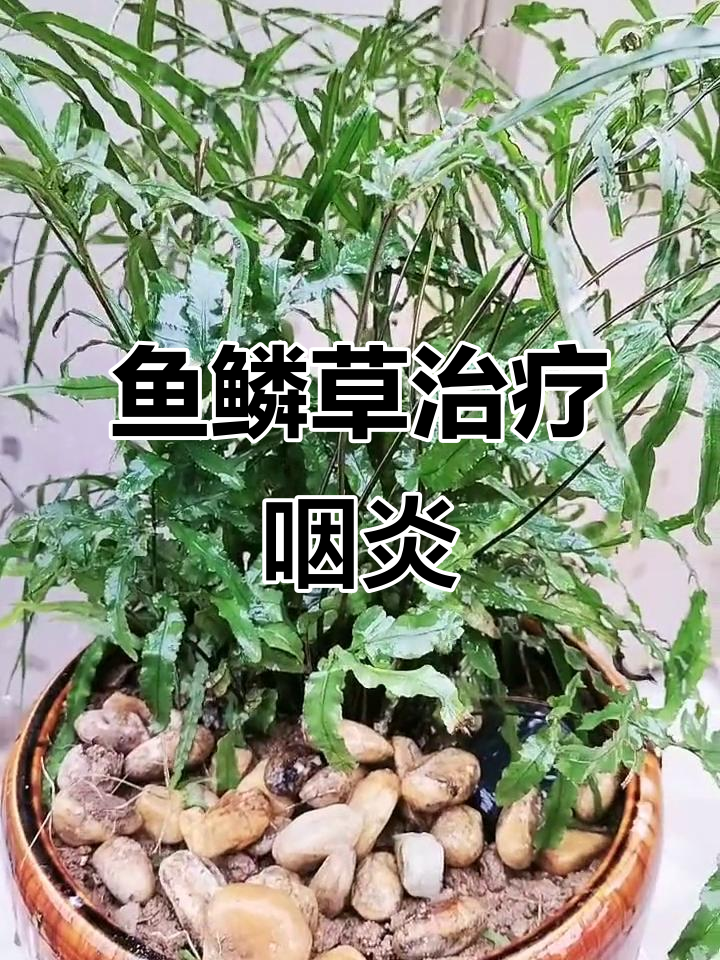 发现鱼鳞草,老中医称其能治咽炎,效果显著!