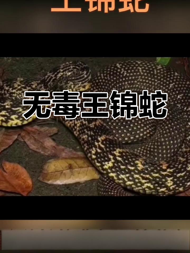 王锦蛇:游蛇科的无毒巨星