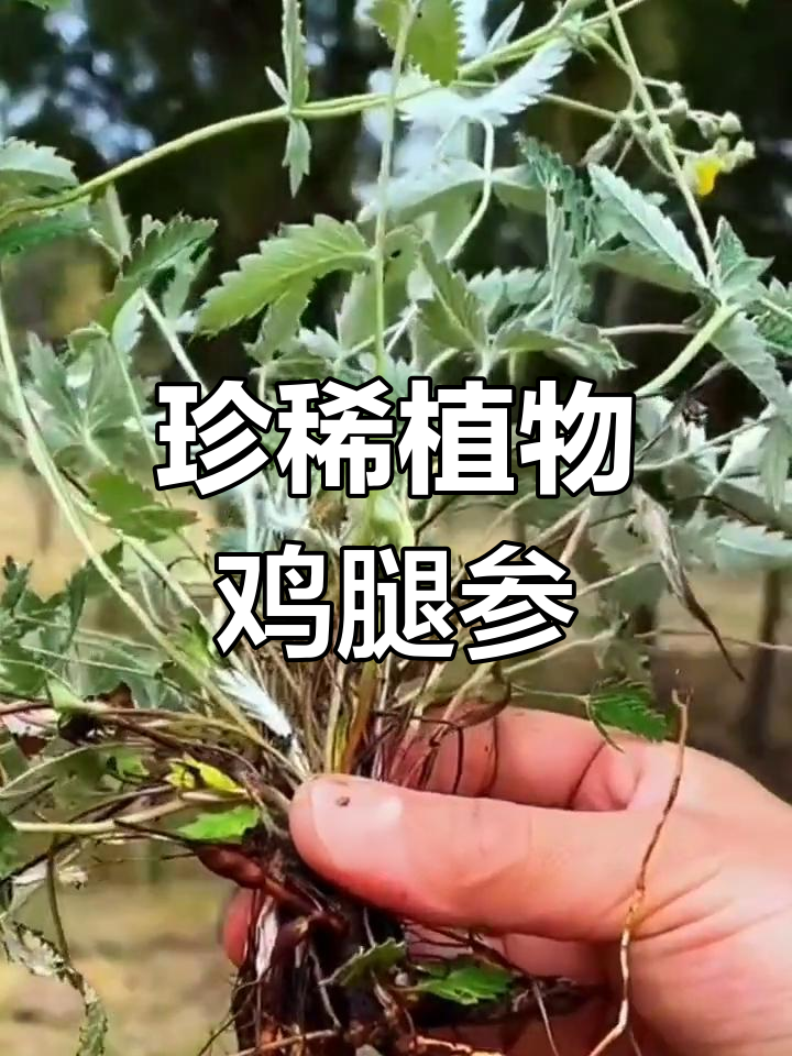 鸡腿参:野外遇见请珍惜,村里老人每年都采挖