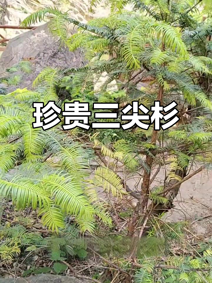 三尖杉:红豆杉科珍稀树种,秦岭以南的绿色宝藏