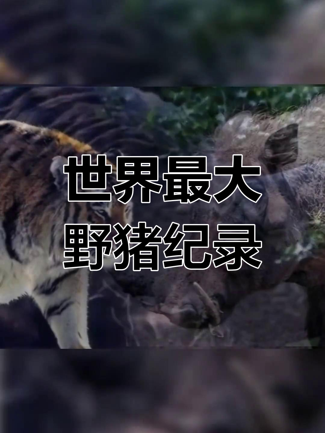 巨型野猪电影图片