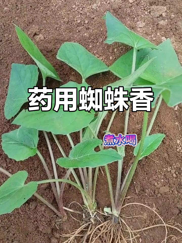 蜘蛛香:一种神奇的药用植物,根茎煮水有奇效