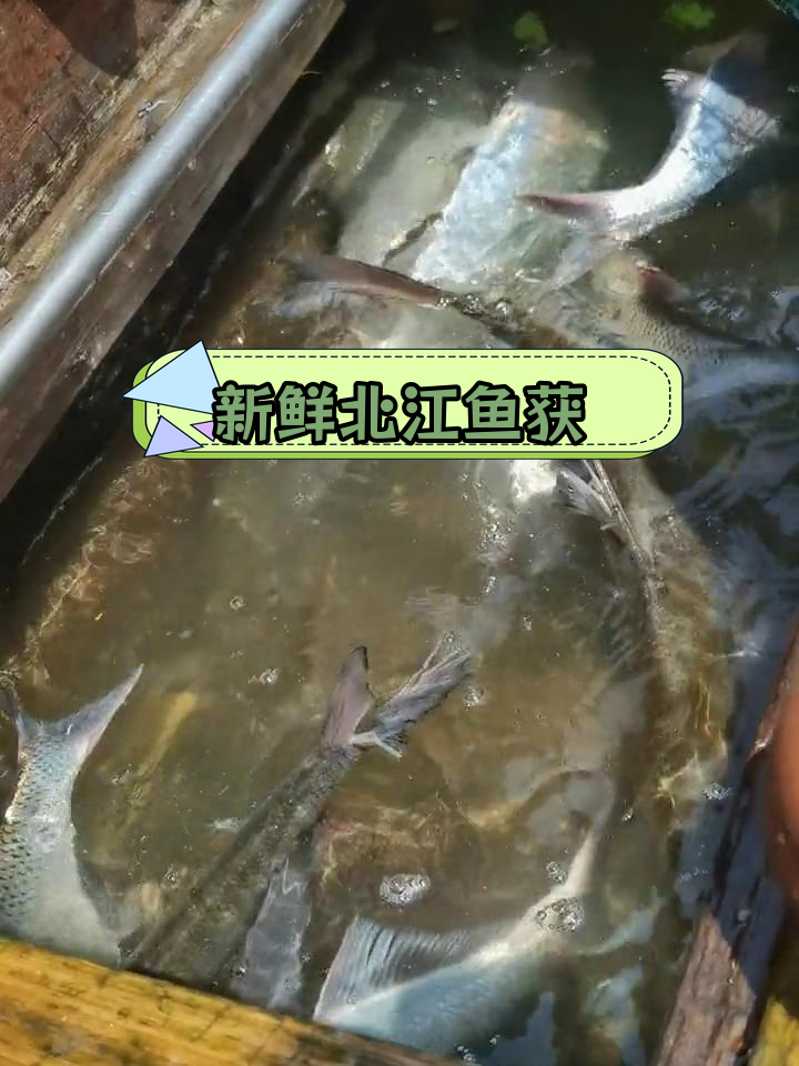 北江大眼鸡翘嘴鱼获满满,鲜美四斤