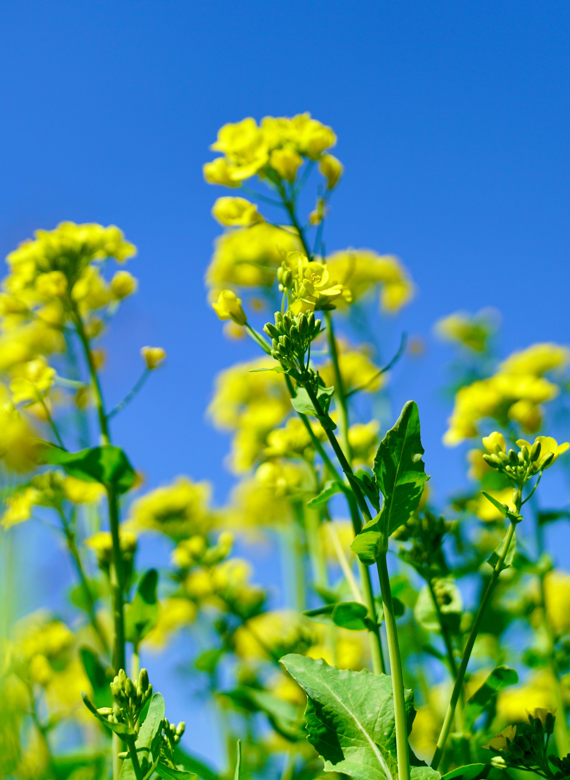 油菜花照片图片大全图片