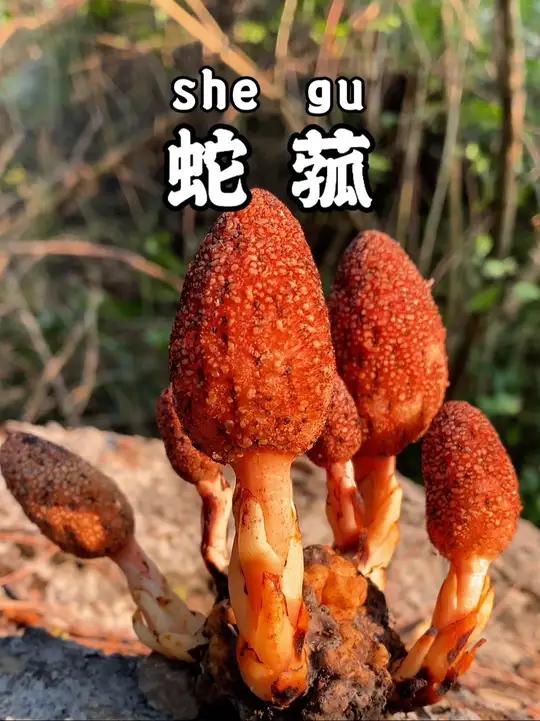 蛇头菇功效图片