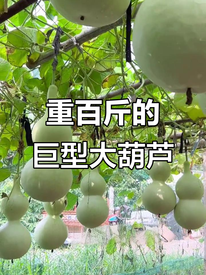 巨型莲花头葫芦,重达百斤!你见过吗?
